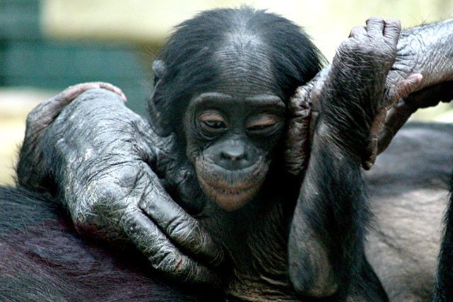 Baby and Mom Bonobos Parts