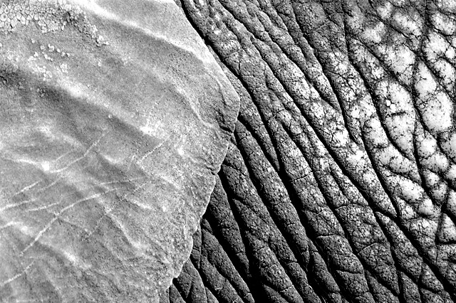 Pachyderm's Pinna