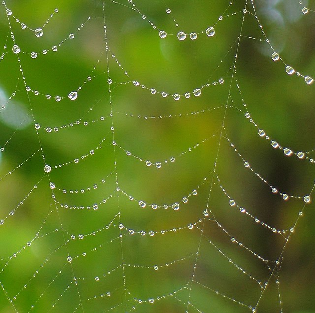 Wet Wild Web