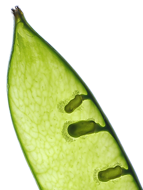 part of a pod