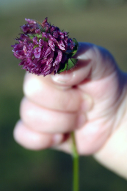 A flower for you.