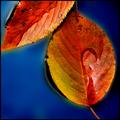 Puddle of Leaves