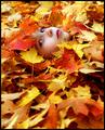 The Fallen