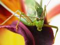 Scudderia Furcata - In Your Face