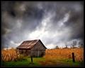 Autumn Corn Fields