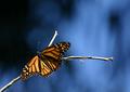Monarch butterfly