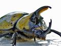 Dynastes Hercules