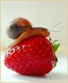Strawberry Surprise