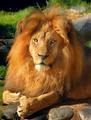 Lion Eyes