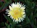 Ice Plant Magic