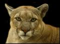 Feline Portrait