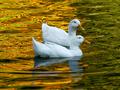 Swimming Through Fall Colors