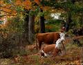 Fall in Kentucky.