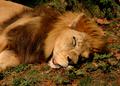 The Lion Sleeps