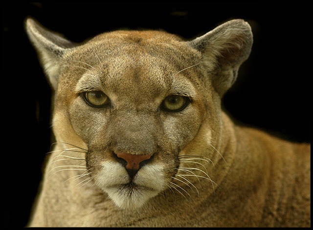 Feline Portrait