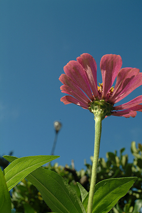 Zinnia