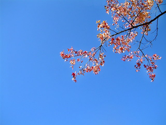 autumn beauty