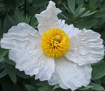 White Poppy