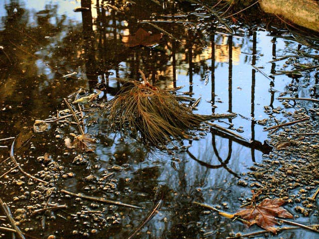 autumnal pool