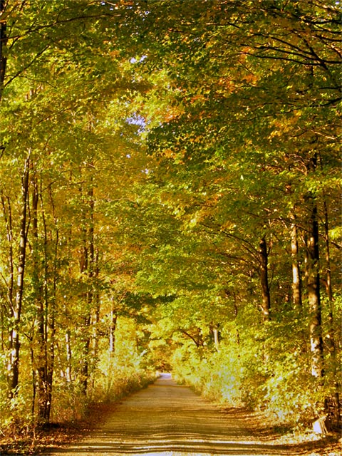 Leafy Alley