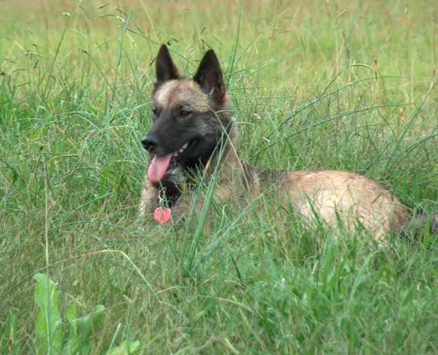 Comfort in the Grass