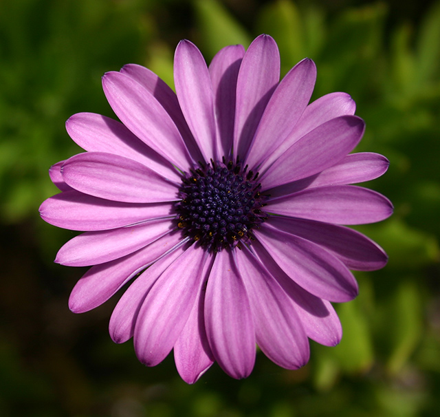 Gazania