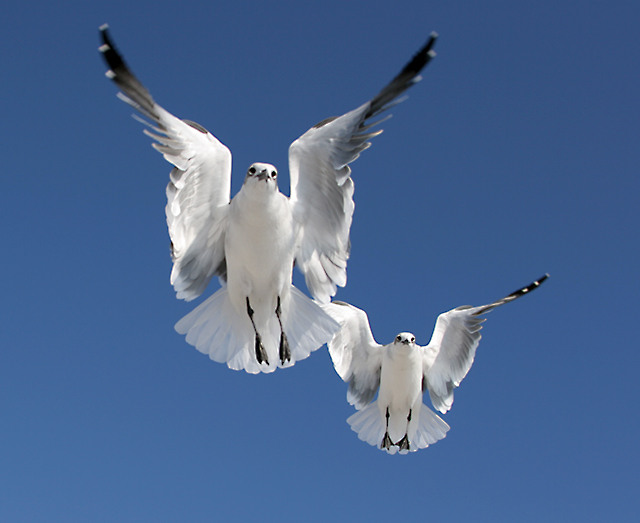 synchronized flying