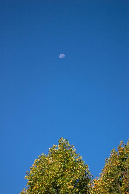 Moon in Daylight