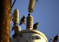 telephone pole starlings