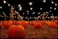 Pumpkin Patch