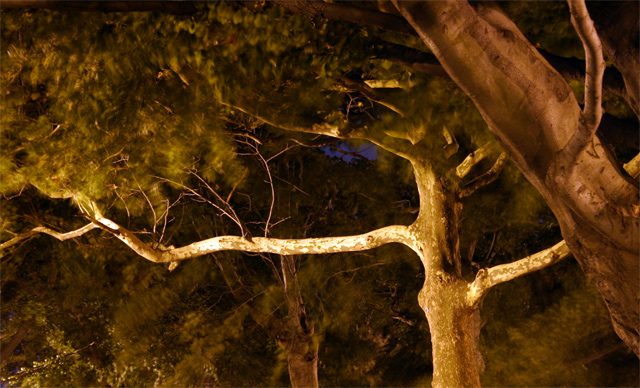 Trees at night