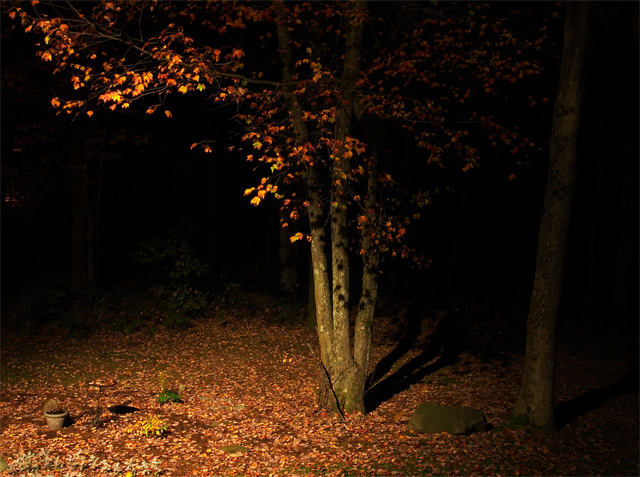 Fall Night Oasis