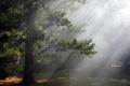 Mystic Forest