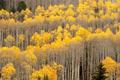 Farewell to the Aspens of 2004