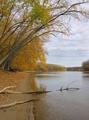 Fallen Cottonwood