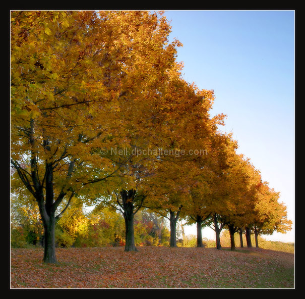 Pretty Trees Fall in a Row
