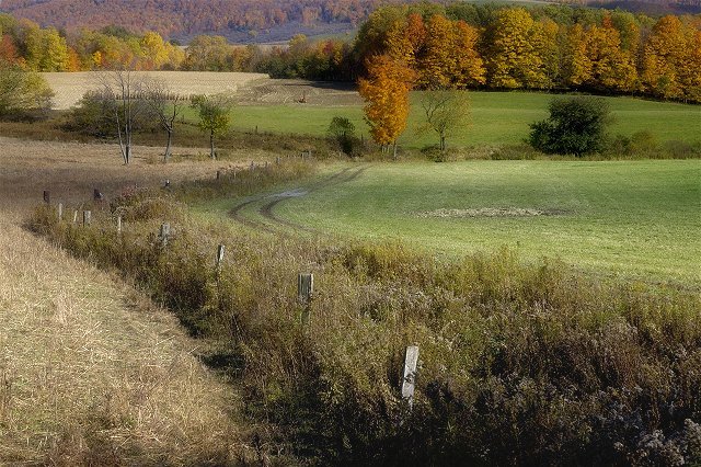 Rural Fields