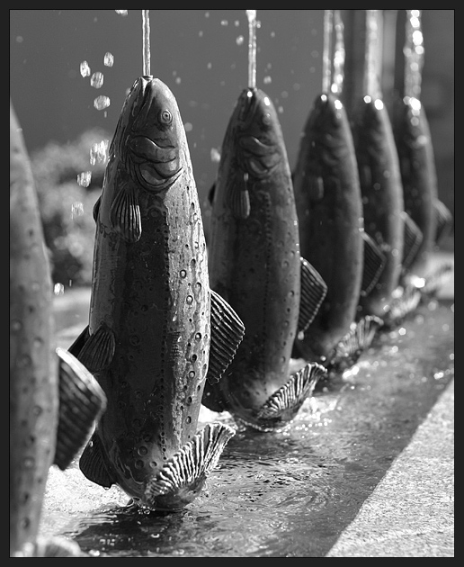 A Fishy Line