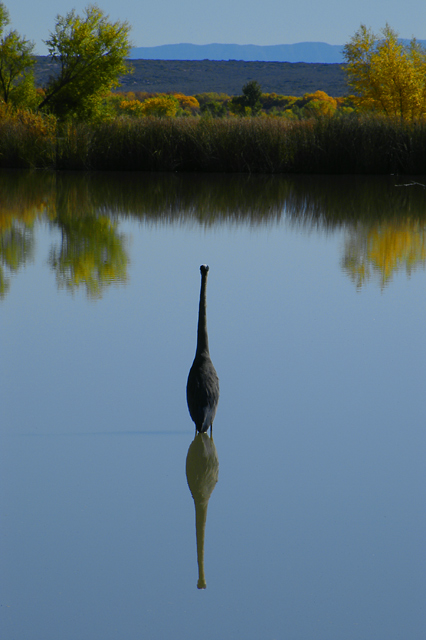 Reflected Neckline