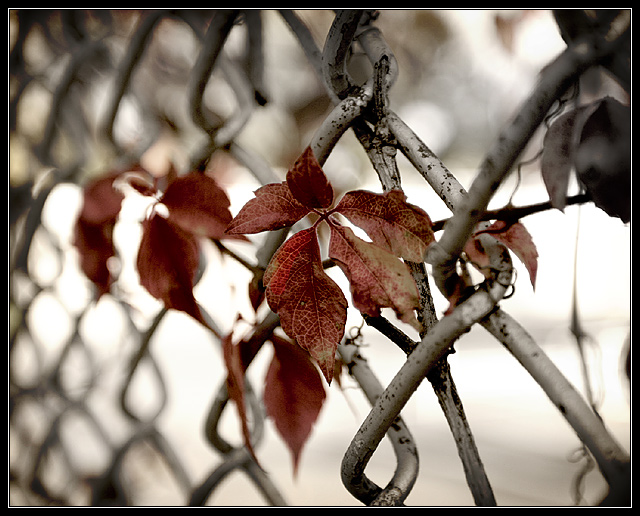 On the Fence