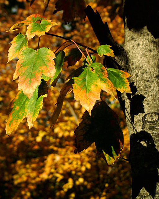 Fall Leaves and Shadows II