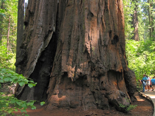 Old Man of the Forest