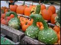 Goose Gourds