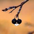 Nature's Smiley Face