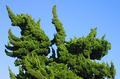 Dancing Evergreen