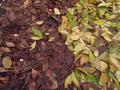 brown and green leaves