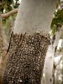 Gum tree shedding layer of bark.