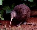 'the flightless one.....the kiwi'