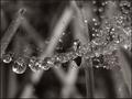 Dew Drops on Web