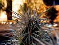 Jumping Cactus After the Rain